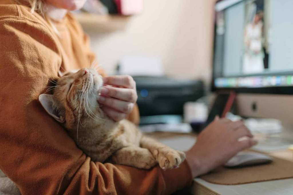 Como Cuidar el Pelaje de Mi Gato Guia paso a Paso