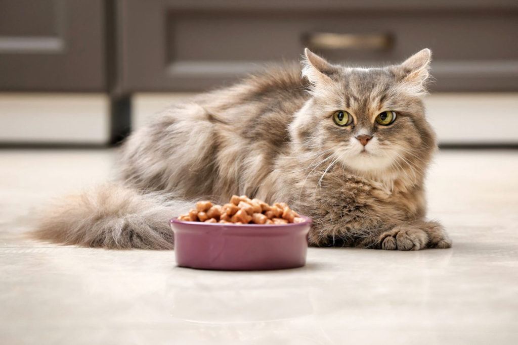 Cómo abrirle el apetito a un gato enfermo
