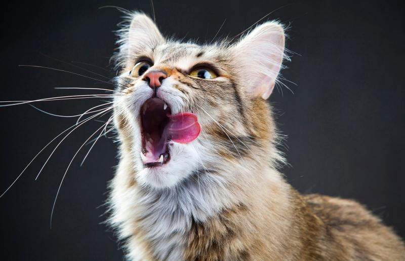 Como quitarle el Mal Aliento de Mi Gato