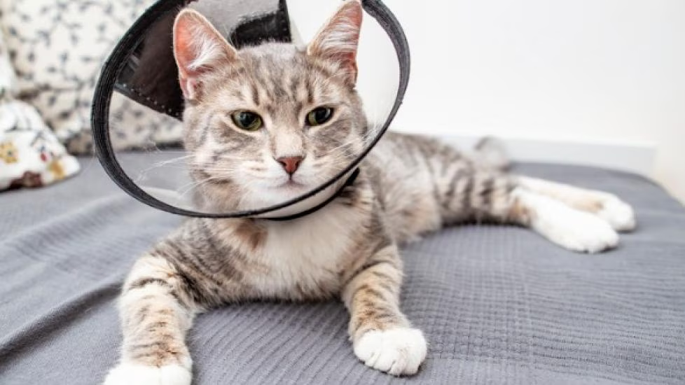 Cuidados para tu gato macho recién esterilizado