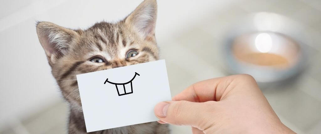 Datos Curiosos de Nuestros Gatitos