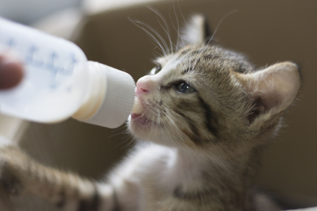 Gatito-con-Leche-