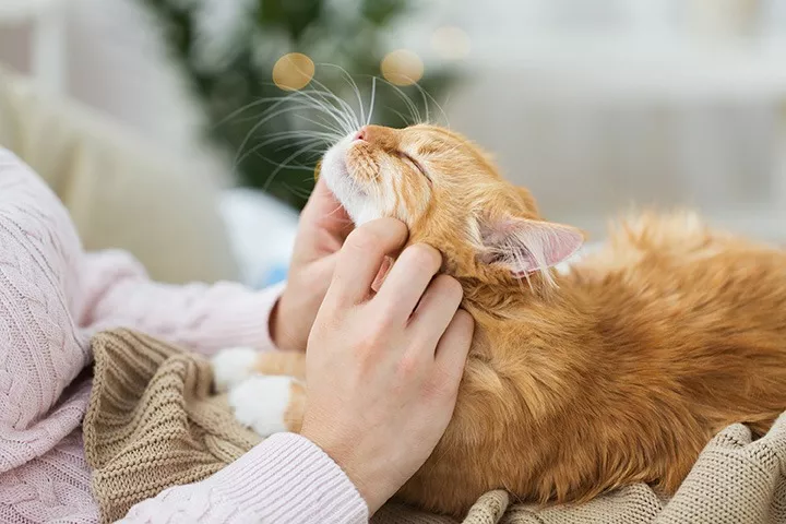Guía Paso a Paso para Cuidar a tu Gata