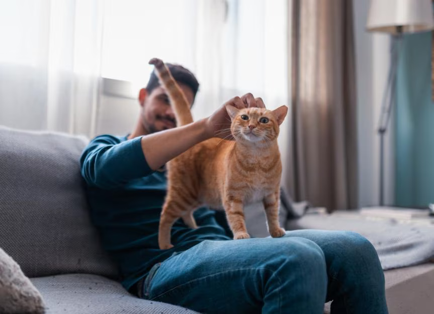 Hasta que edad vive un gato
