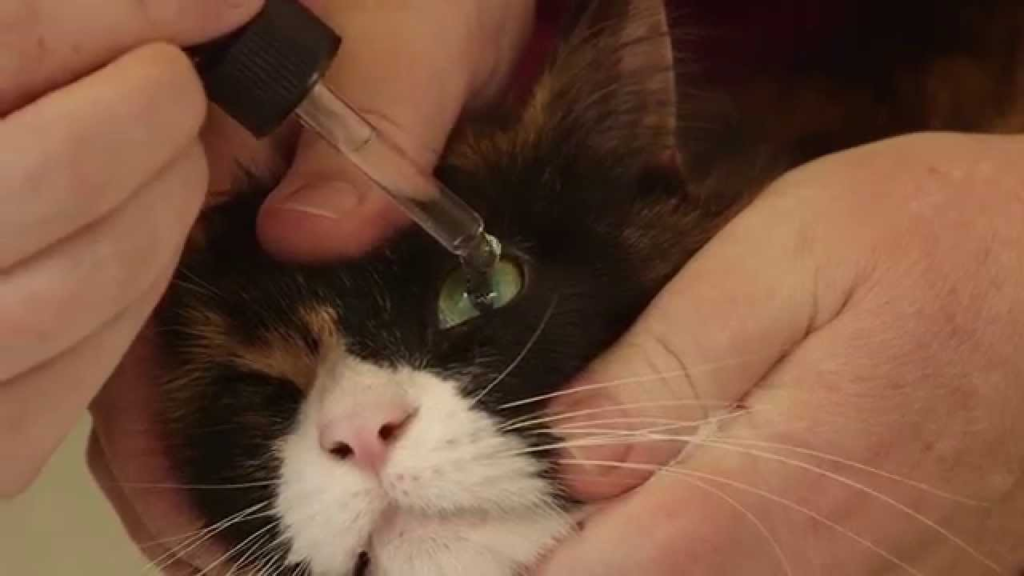 La Manera mas correcta de Limpiar los ojos a mi Gato