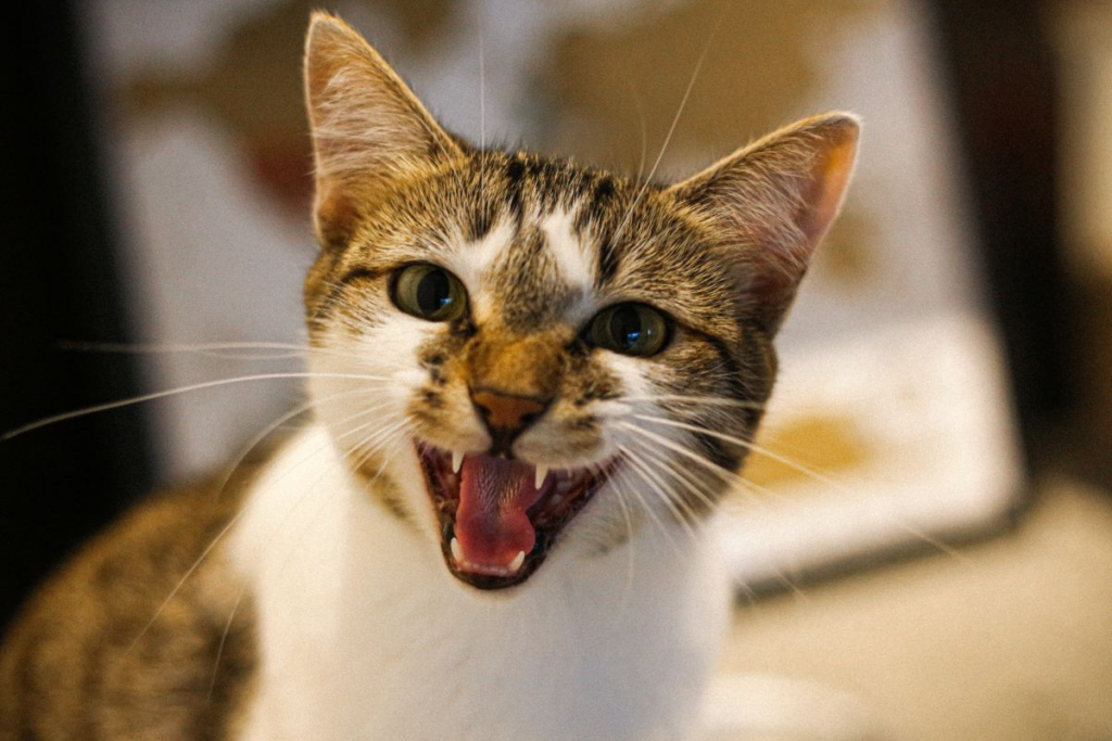 Qué Debo Hacer si Mi Gato Macho es Muy Agresivo