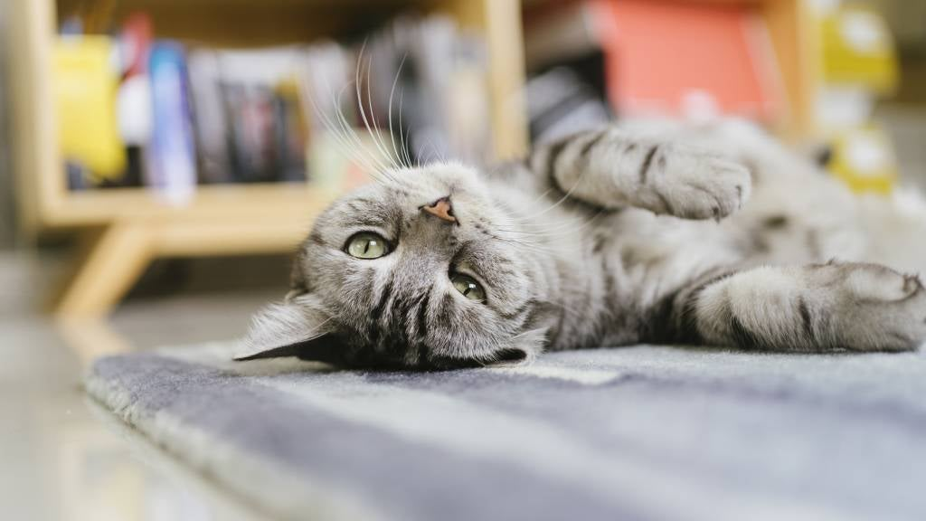 Que enfermedades graves que pueden contraer los gatos: Guía de prevención y cuidados
