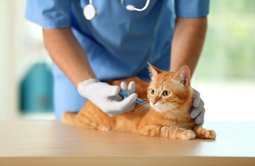 Vacunas necesarias para tu gato